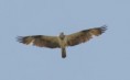 /album/photo-gallery-homepage/osprey-in-flight-brufoot-jpg/